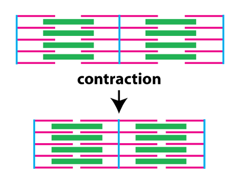 two sarcomeres contracting by the sliding filament mechanism