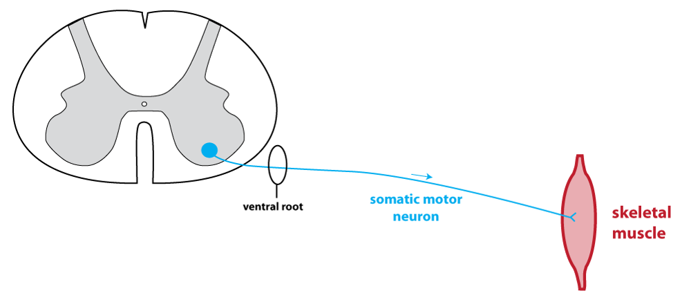 schematic drawing of a somatic motor neuron