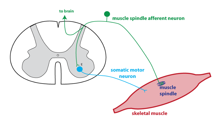 section of spinal cord and skeletal muscle illustrating the circuitry of the stretch reflex