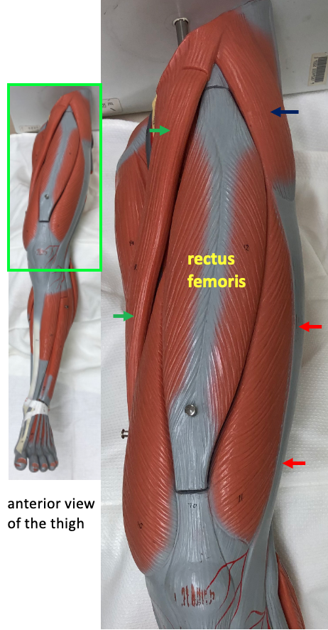 anterior view of thigh with inset at left showing full leg model and enlarged region