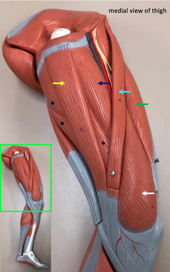 medial view of thigh with inset showing position on whole leg model