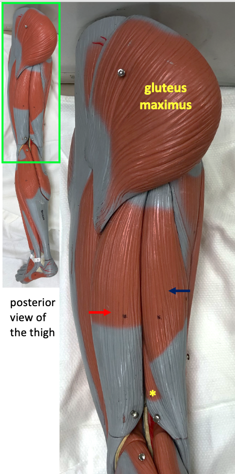 posterior view of thigh muscles, with inset showing location of the region on the whole model