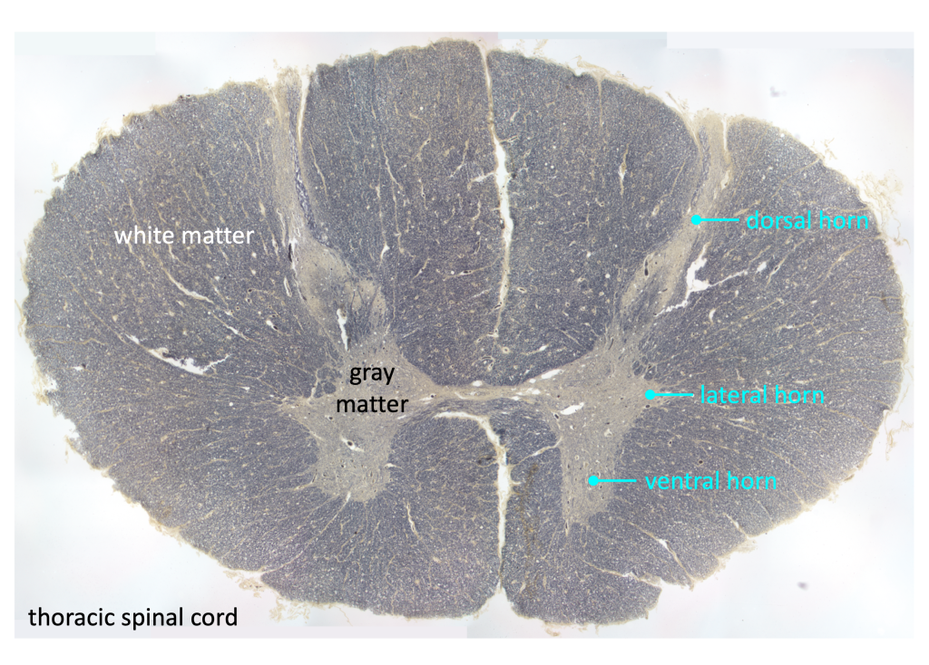 thoracic spinal cord