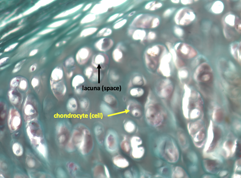 high magnification view of hyaline cartilage