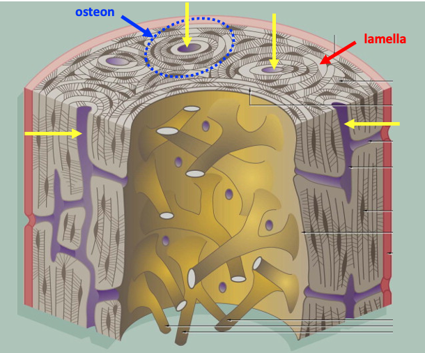 schematic diagram of bone tissue