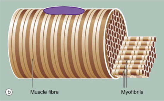 drawing of a skeletal muscle fiber showing that it is packed with tube-shaped myofibrils.