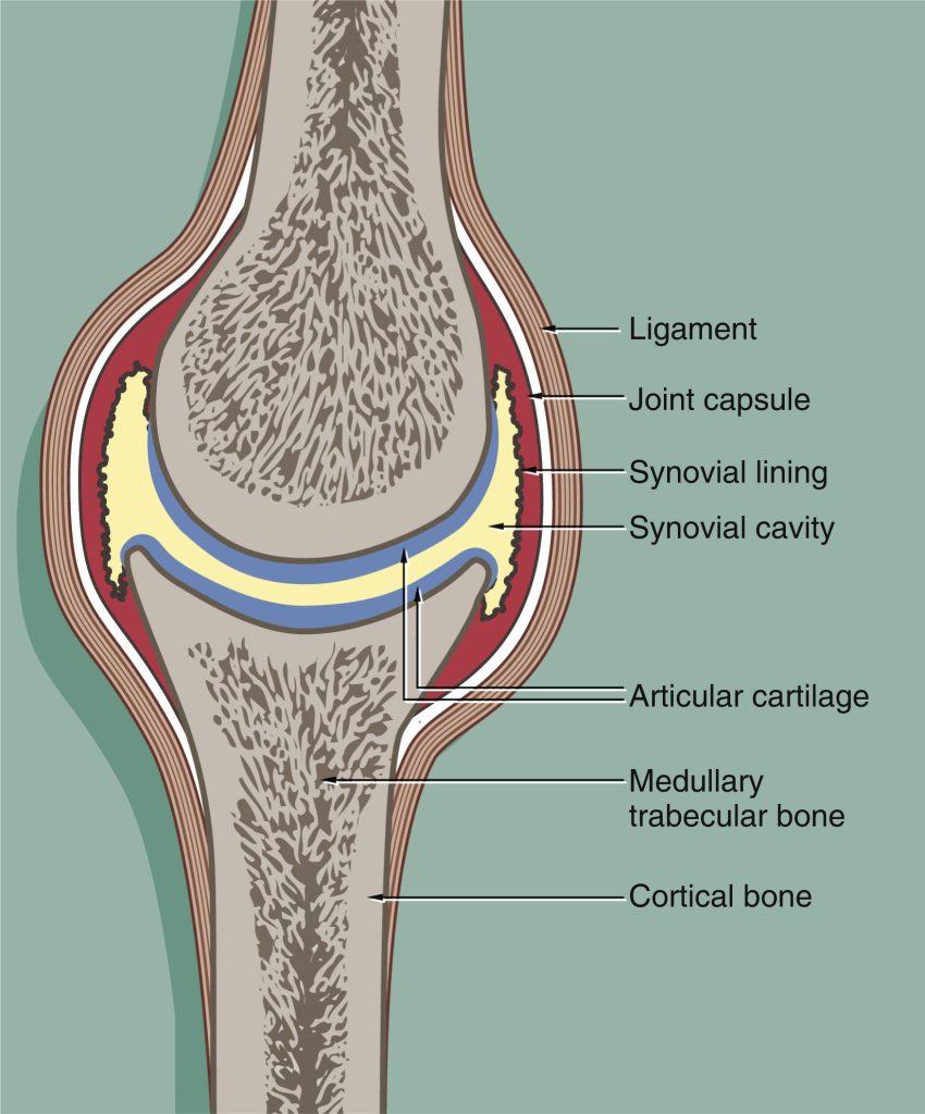 illustration of two bones coming together in a synovial joint