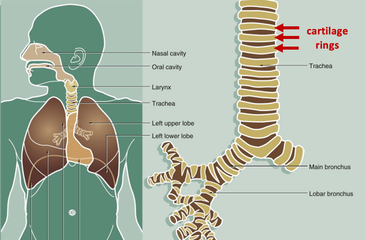 schematic of respiratory tract (left) and large airways (right)