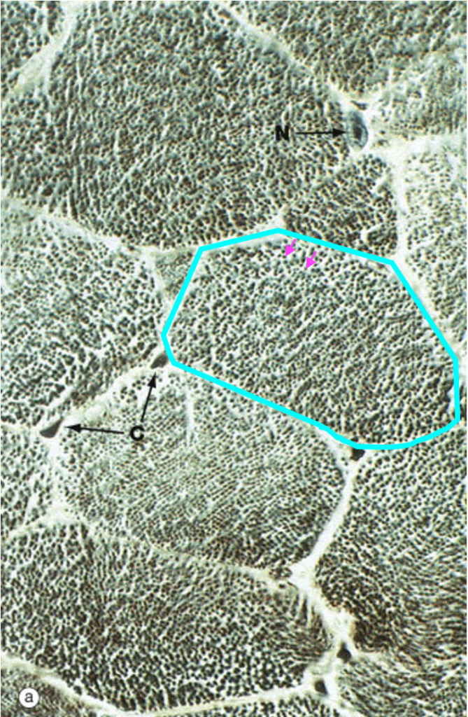 light microscope view of skeletal muscle fibers in cross-section showing polygonal shape and dots which are myofibrils