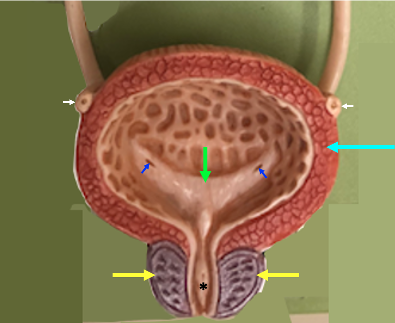 close-up of a sectioned bladder showing the trigone on the posterior wall