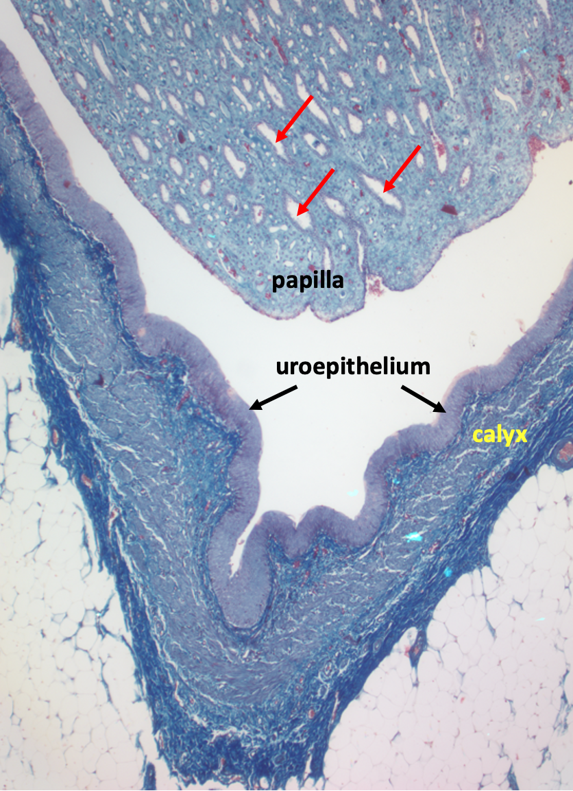 papilla (top) inside a calyx