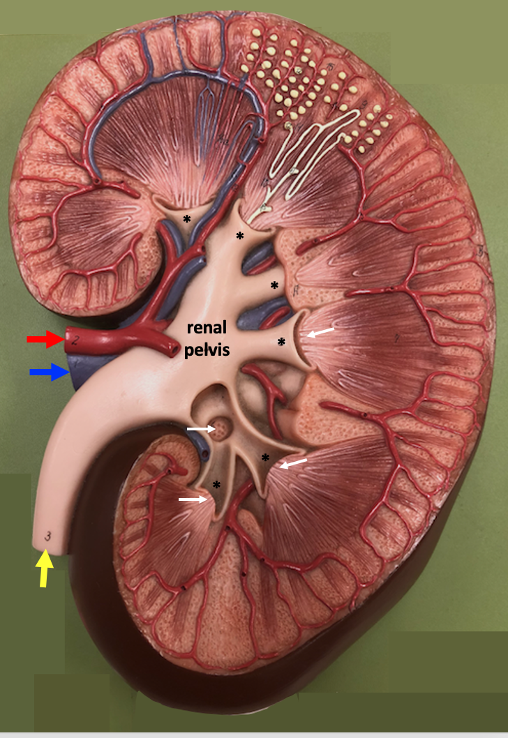 kidney model with renal artery and vein and collecting system highlighted