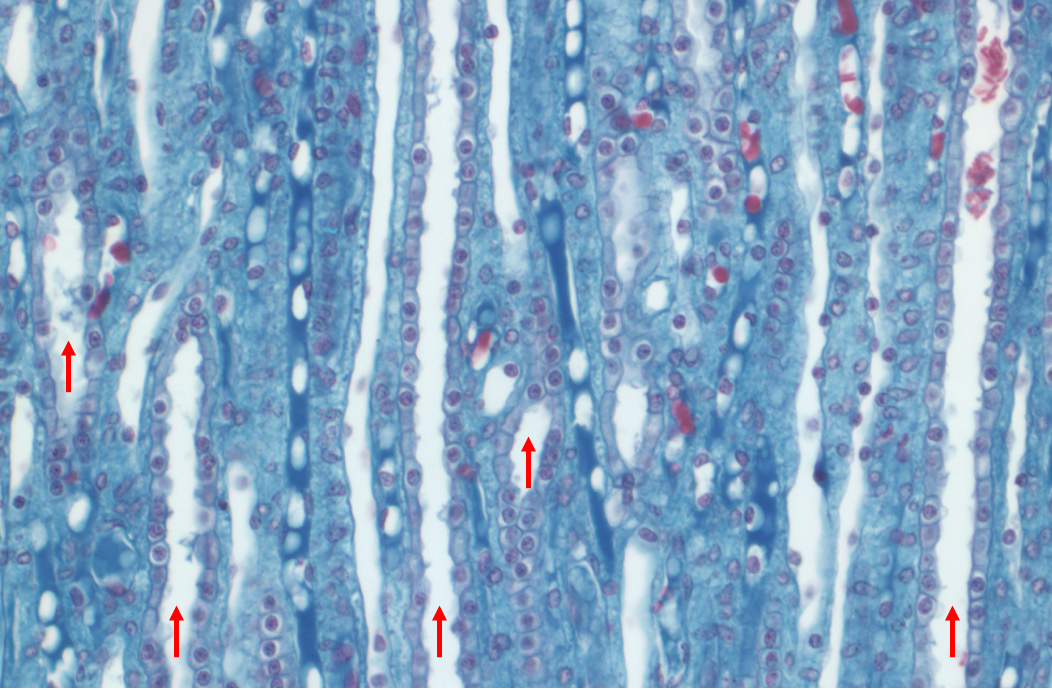 tissue section from the inner medulla showing collecting ducts indicated by red arrows