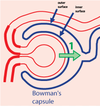 schematic drawing of renal corpuscle showing the outer and the inner surfaces of Bowman's capsule