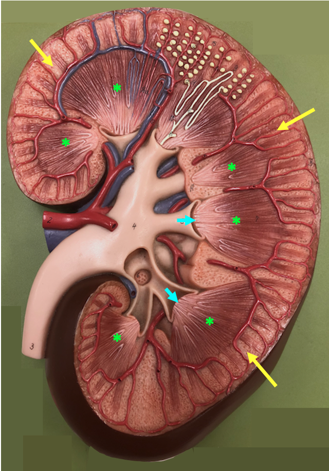 model of sectioned kidney showing cortex and medulla