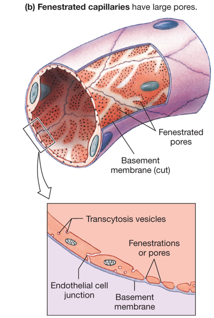 fenestrated capillary in whole view (top) and section (bottom)
