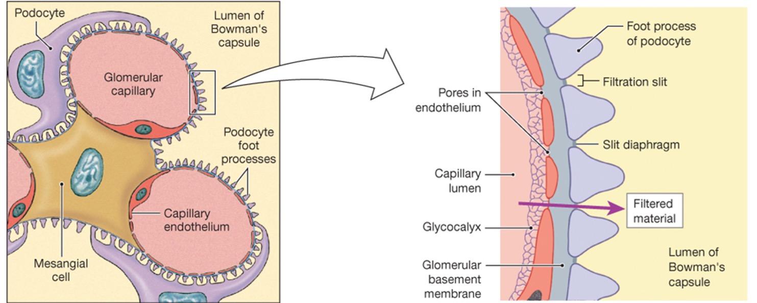illustrations of a section through two capillary loops (left) and an enlargement (right) of the filtration membrane
