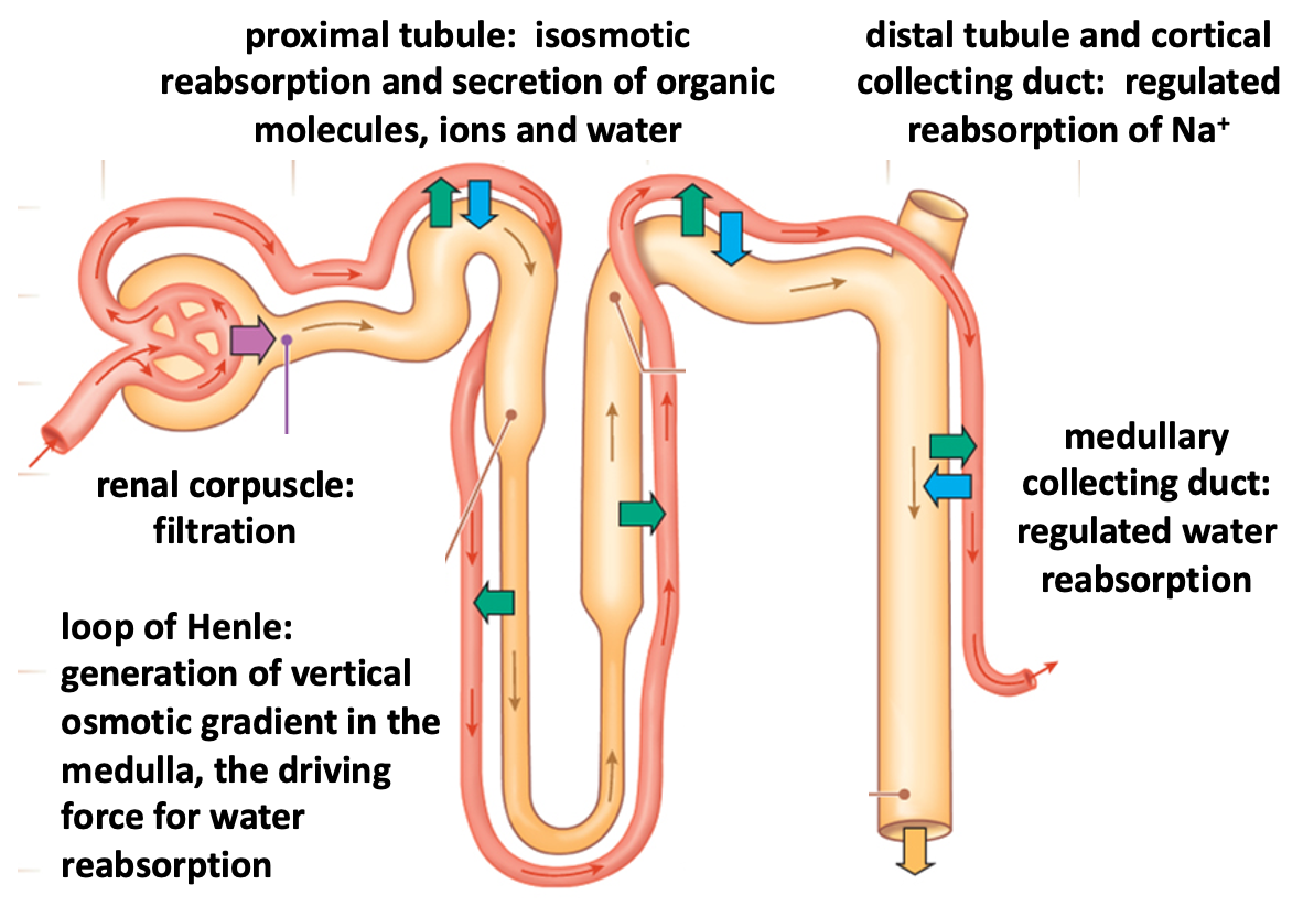 schematic nephron showing key functions in different regions