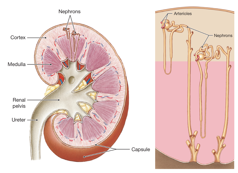 a sectioned kidney (left) and two nephrons (right) with shading indicating the cortex and the medulla.