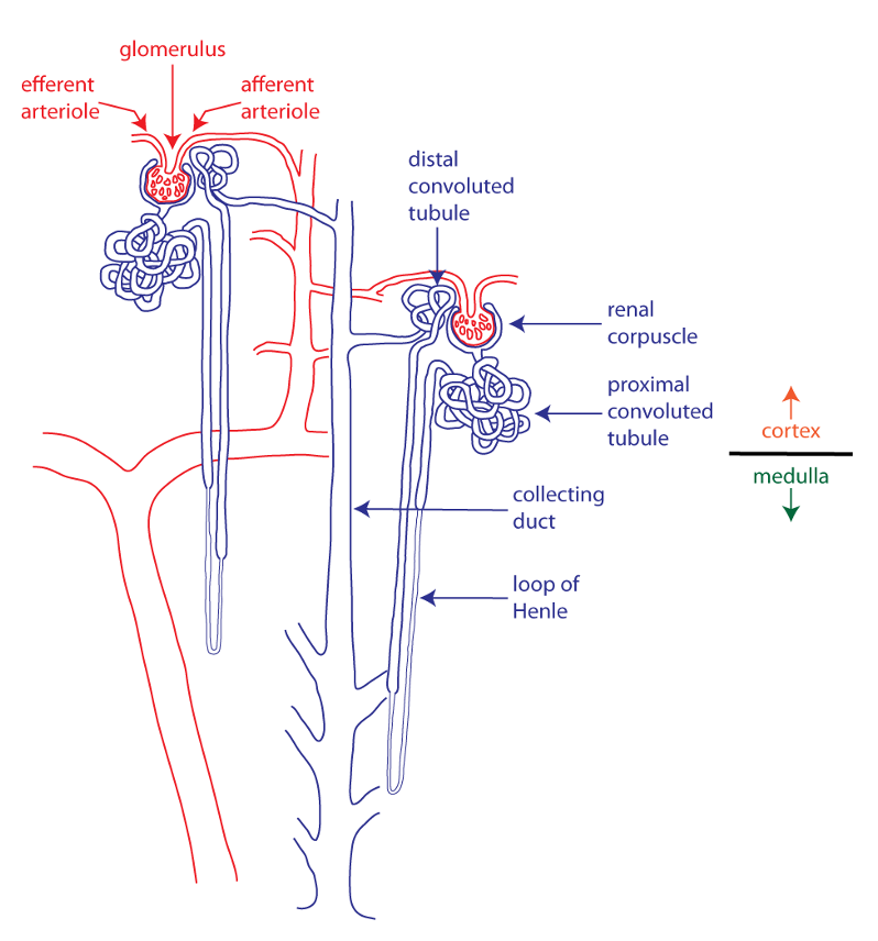 tracing of nephrons (blue) and blood vessels(red) in the kidney cortex and medulla