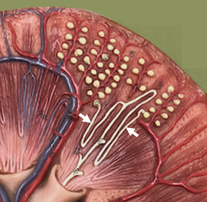 detail of two nephrons in kidney model