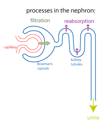 schematic nephron showing processes of filtration and reabsorption