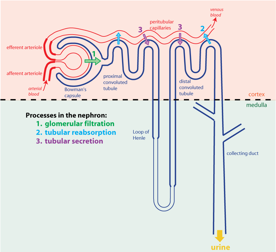schematic nephron with arrows indicating processes involved in formation of urine: glomerular filtration (green), reabsorption (cyan), and secretion (purple)