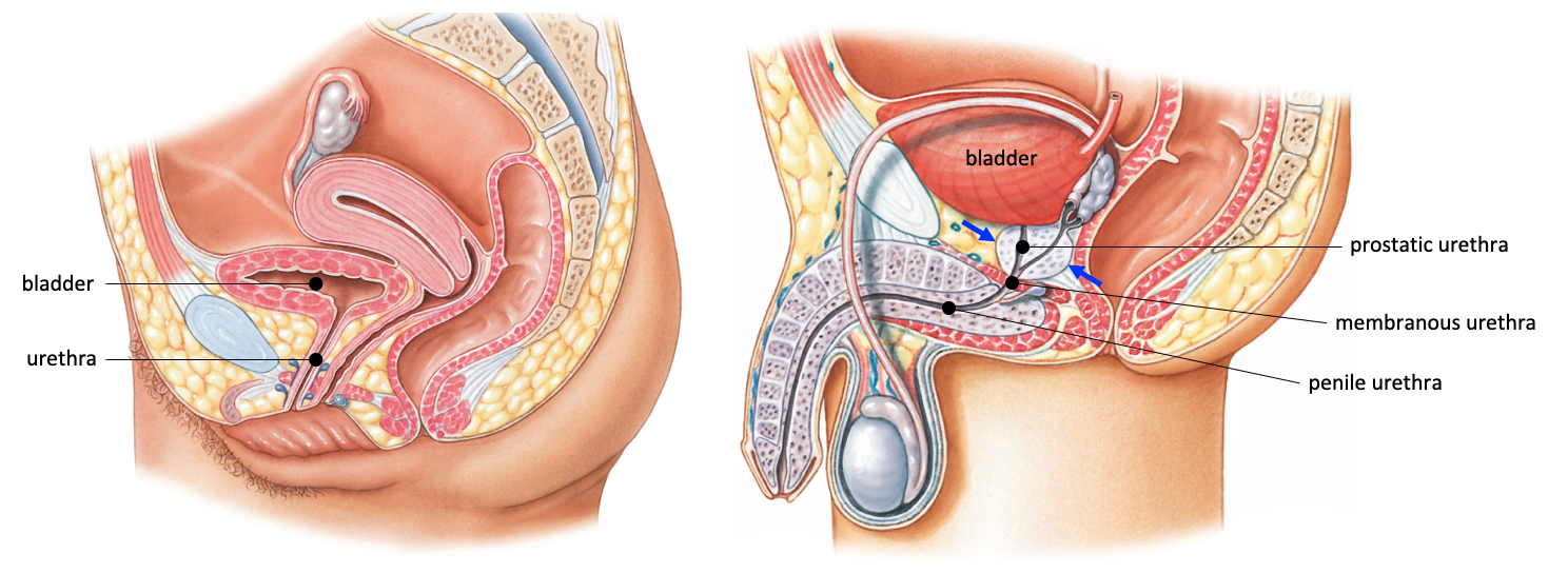 sagittal sections comparing the bladder and urethra in the female (left) and male (right) pelvis