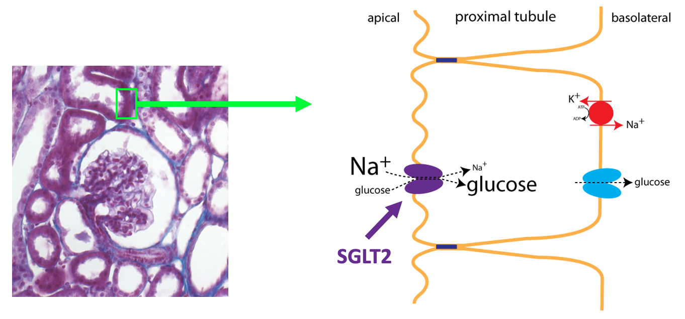 left: light micrograph of tissue in the renal cortex, highlighting epithelium of proximal tubule; right: diagram showing the location of proteins involved in glucose reabsorption