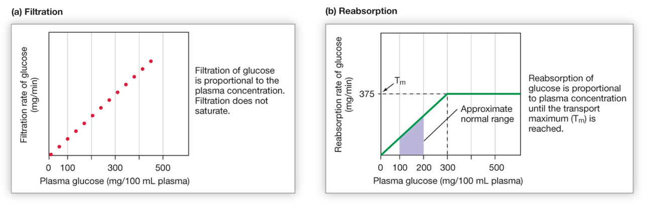 graphs of the rates of filtration (left) and reabsorption (right) as a function of plasma glucose concentration
