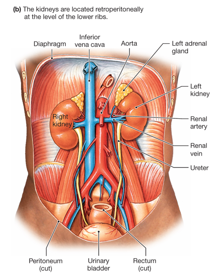 abdominal region showing location of kidneys in relation to major blood vessels