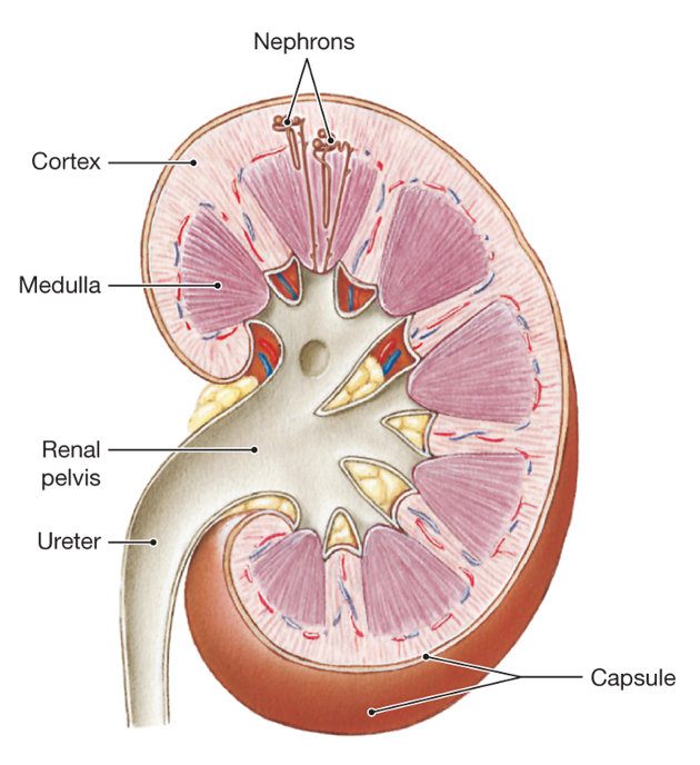 schematic of sectioned kidney