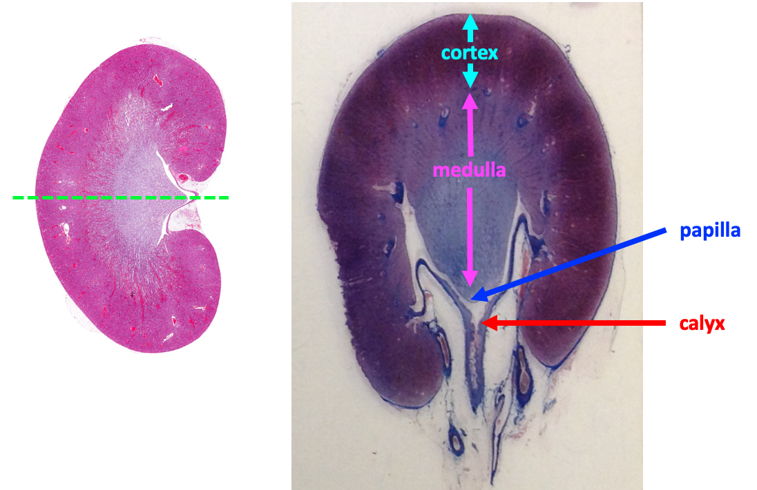 Longitudinal (left) and transverse (right) sections of unipapillar rodent kidney. Green line in right figure illustrates plane of section for left hand figure, which shows the cortex, medulla, papilla, and calyx