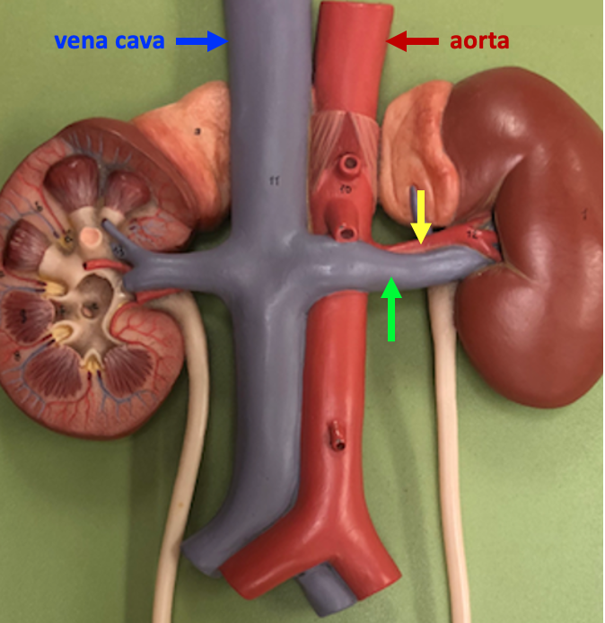 close-up of model showing kidneys, aorta, and inferior vena cava