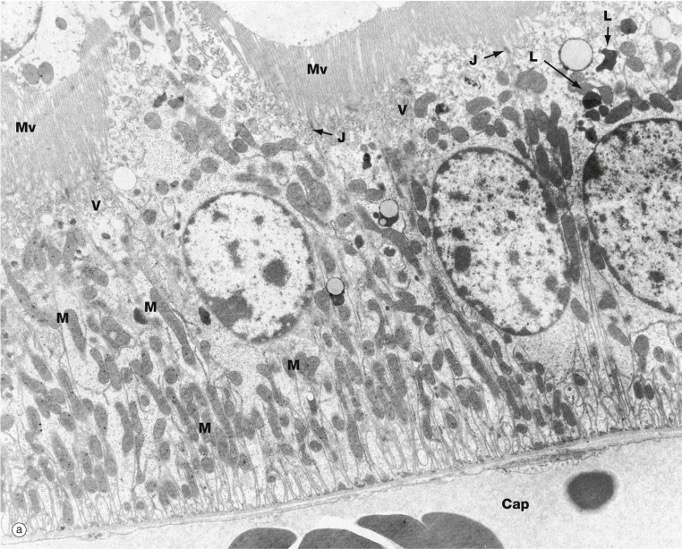 transmission electron micrograph of proximal tubule epithelium showing abundant mitochondria and microvilli on the apical surface of the cells (top)