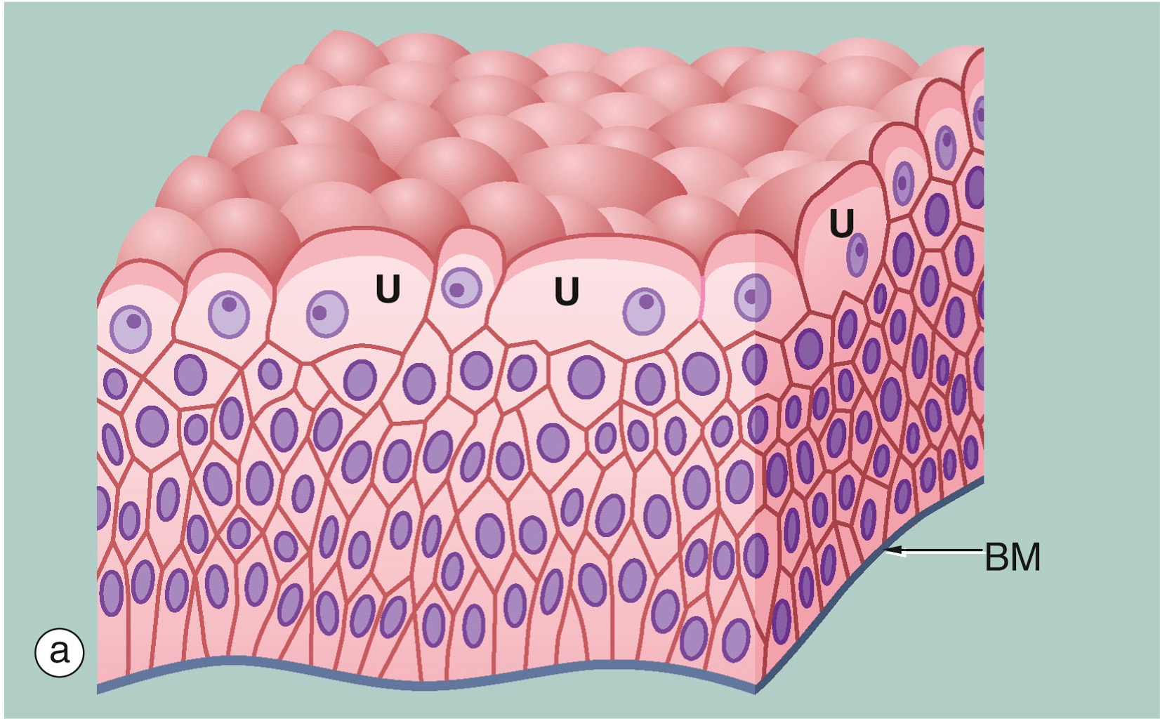 drawing of uroepithelium