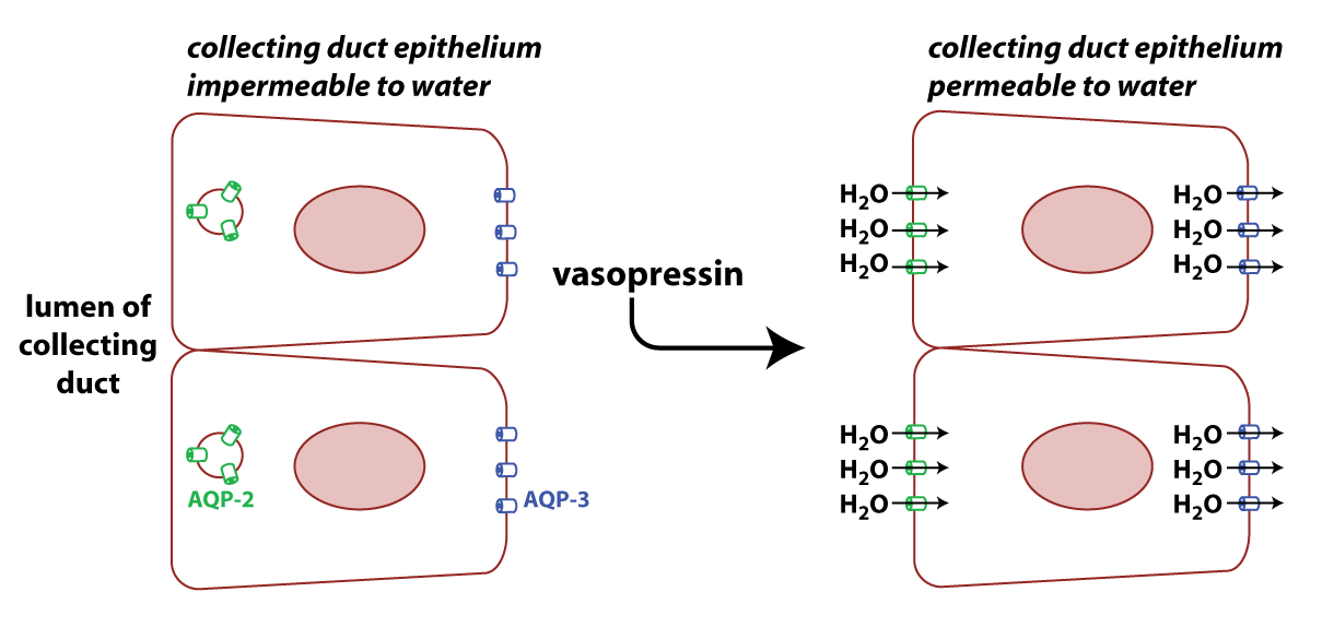 illustration of collecting duct cells that are impermeable to water due to a lack of AQP2 proteins on the apical membrane (left), which then have these channels inserted into the apical membrane in response to vasopressin