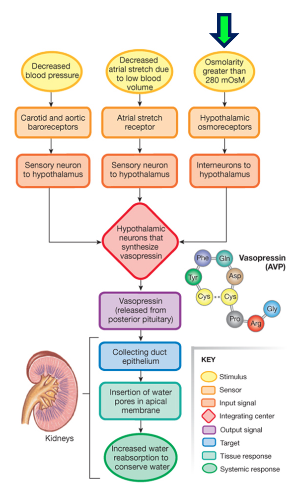 flow chart showing stimulation of vasopressin secretion and vasopressin action in the kidney