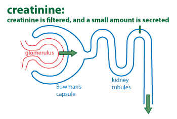 schematic nephron showing that creatinine is filtered and only a small amount is secreted