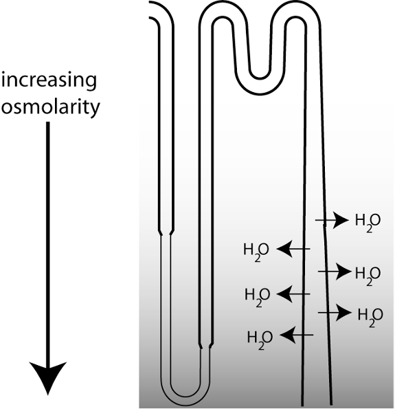 illustration of distal nephron and the vertical osmotic gradient driving water reabsorption