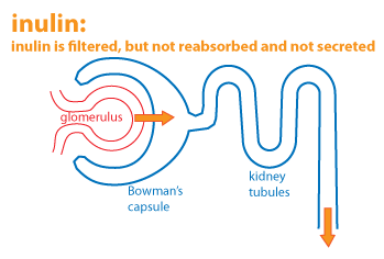 schematic nephron showing that inulin is filtered by not reabsorbed and not secreted