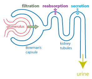 schematic nephron showing the three processes that occur to produce urine: filtration (green arrow), reabsorption (purple arrow), and secretion (cyan arrow)