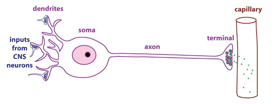 drawing of a neurosecretory cell with the dendrites and large cell body at left, the axon, and the terminal releasing hormone near a capillary