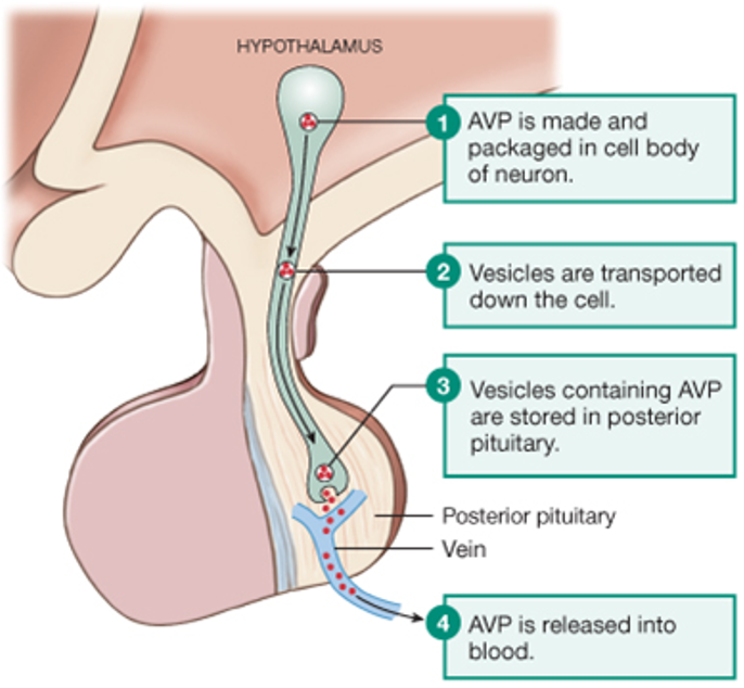 drawing of a large neurosecretory cell that secretes vasopressin at the posterior pituitary