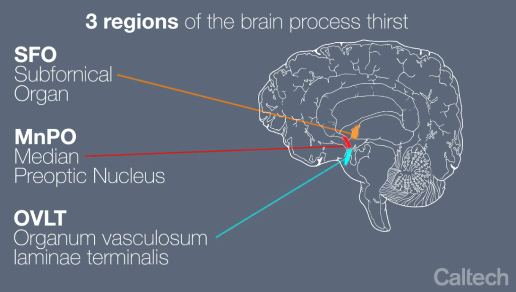 median section of human brain with three colored nuclei involved in thirst processing: SFO, MnPO, and OVLT