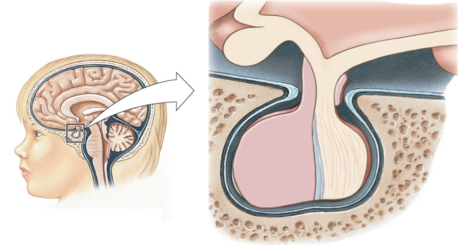 left: schematic median section of brain inside head; right: enlarged region showing the pituitary gland shaded to show anterior pituitary (pink) and posterior pituitary (tan)