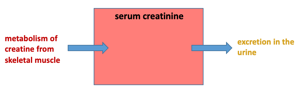 serum creatinine as a box to which metabolism of creatine from skeletal muscle adds and excretion in the urine takes away