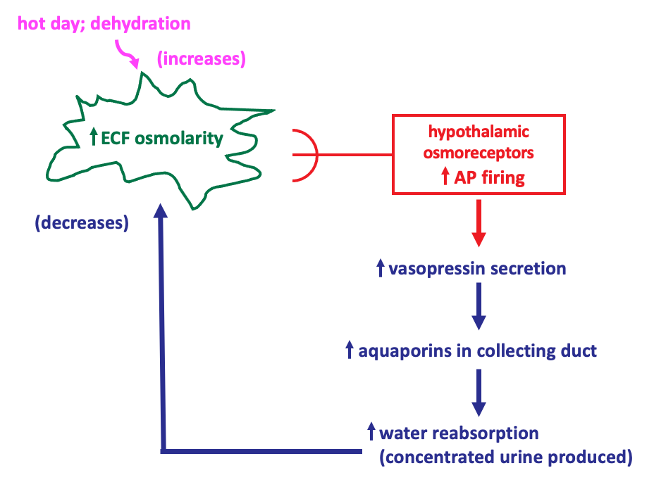 negative feedback regulatory system for ECF osmolarity