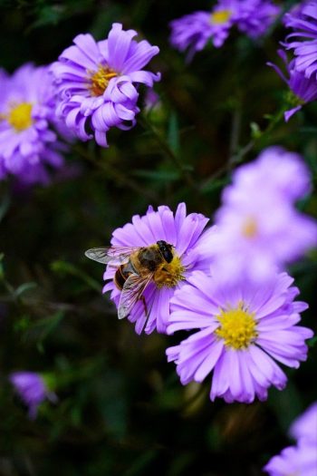 Cover image for Creating a Pollinator-Friendly Habitat