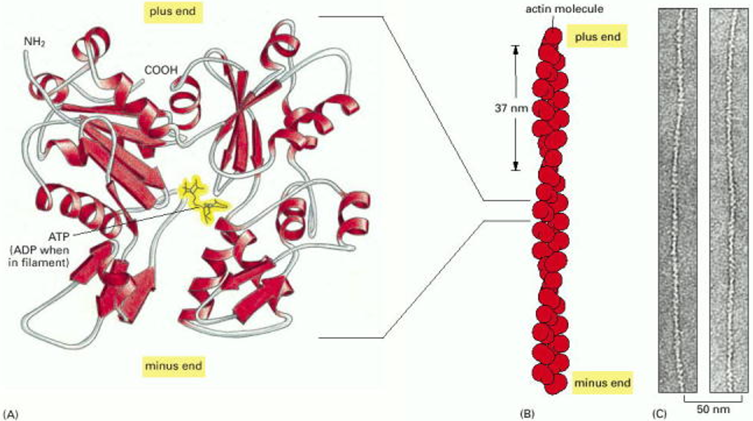 Structure of actin monomer and filament